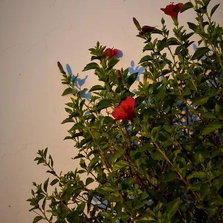 Maniati Apartment Agios Petros (Andros)